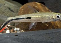 Other Characiformes