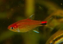 ROTER PFEFFERSALMLER
