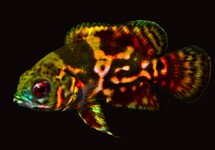 ASTRONOTUS OCELLATUS RED TIGER S/M