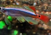 Tanichthys
