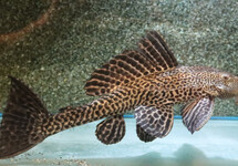 PTERYGOPLICHTHYS PARDALIS SHOW