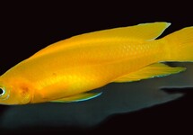 TANGANYIKA CITROENCICHLIDE