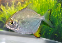 MYLOPLUS ARNOLDI M/L