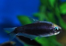 EMPEROR TETRA BLACK