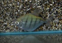 METYNNIS FASCIATUS S/M