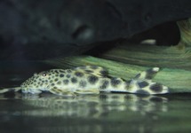 L075 PARA PLECO