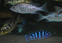 MALAWI CICHLID MIX