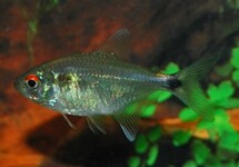 HEAD AND TAILLIGHT TETRA