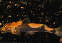 ORANGE MICRO BUMBLEBEE CATFISH