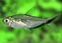 BLACKLINE-TAIL TETRA
