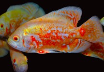 ASTRONOTUS OCELLATUS ALBINO S/M