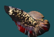 BETTA AVATAR MALE