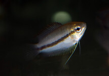 HONEY GOURAMI