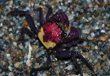 VAMPIRKRABBE METALLIC