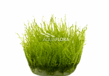 Leptodictyum riparium (stringy moss) - In Vitro Cup