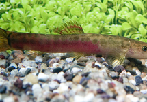 LOCHE CRIMSON