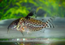 CORYDORAS À NAGEOIRES NOIRES