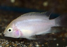 CONVICT CICHLID WHITE