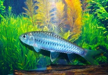 NEOLISSOCHEILUS STRACHEYI S/M