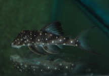 L102 SNOWBALL PLECO