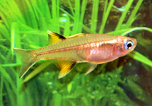 SCHMETTERLINGS-BLAUAUGE