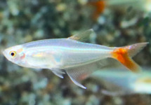 GLASS BLOODFIN TETRA