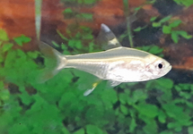 X-RAY TETRA GOLD