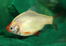 BARBUS DE SUMATRA PLATINE S