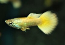 GUPPY NEON GOLD MALE
