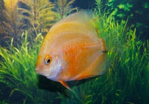 DISKUS RED VALENTINE