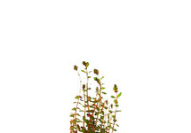Rotala rotundifolia in pot (p5)