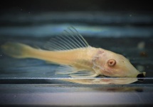 PLÉCO COMMUN ALBINO