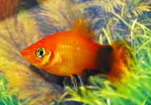 XIPH. MAC. HIGHFIN MARIGOLD M