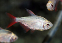 COLOMBIAN TETRA GOLD