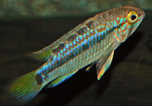 ORTEGAI DWARF CICHLID