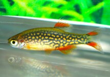 GALAXY DANIO