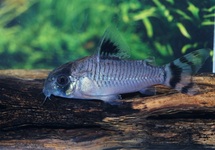 CORYDORAS OIAPOQUENSIS