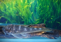 L187A SPOTTED BULLDOG PLECO