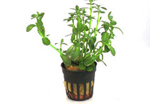 Bacopa crenata in pot (p5)