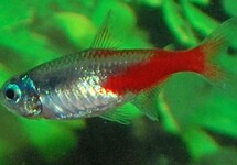 NEON TETRA DIAMOND
