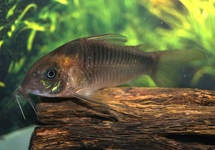 CORYDORAS RABAUTI