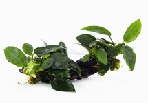 Anubias sur racine M (20-30cm) - DW