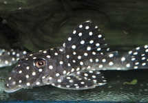 L142 BARYANCISTRUS SP.  S
