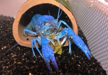 BLUE FLORIDA CRAYFISH