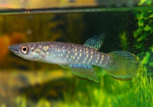 KILLIFISH FASCIOLATUS