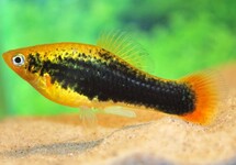 PLATY VARIATUS HAWAII