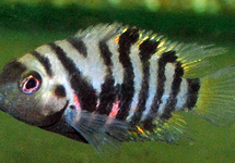 CICHLIDÉ NIGRO