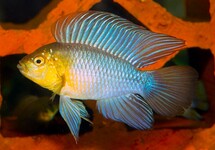 Apistogramma