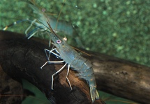 GIANT RIVER PRAWN