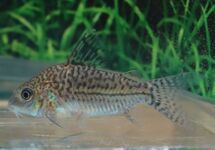 PANTSERMEERVAL SODALIS Colombia